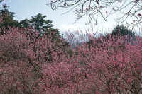 2009020800768.jpg (106215 バイト)