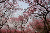 2009032101652.jpg (117105 �o�C�g)