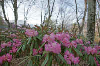 2009042902121.jpg (81110 バイト)