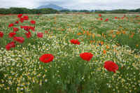 2009051602516.jpg (100112 �o�C�g)