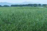 2009062002990.jpg (71534 �o�C�g)