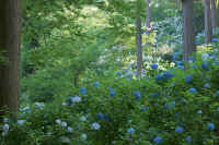 2009062703129.jpg (92707 バイト)