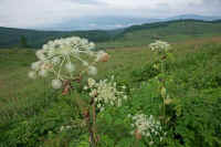 2009071103363.jpg (72119 �o�C�g)