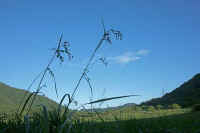 2009081203798.jpg (51802 バイト)