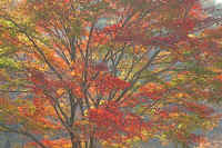 2009103105612.jpg (105866 バイト)