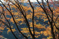 2009111506009.jpg (121805 バイト)