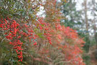 2009122806444.jpg (78577 バイト)