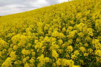 03-2025033100513野田市関宿江戸川土手-1.jpg (152491 バイト)