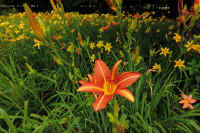 07-2025070101459.jpg (125276 �o�C�g)