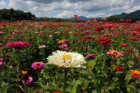 08-2025080801692.jpg (110063 �o�C�g)