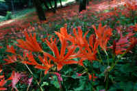 08-2025082201787.jpg (113641 バイト)