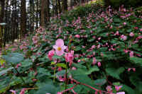 09-2025090101858�߉ϐ쒬�x�R-1.jpg (123938 �o�C�g)