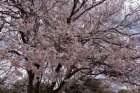 07-2026032804389.jpg (173711 �o�C�g)