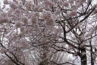 08-2026032804394.jpg (158660 �o�C�g)