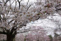 10-2026032804413.jpg (144894 �o�C�g)