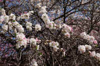 2025041200726-1.jpg (362686 oCg)