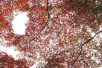 2025110802550-1.jpg (227184 oCg)