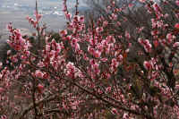 2026022004044.jpg (143316 �o�C�g)