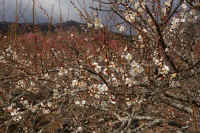 2026022004069.jpg (158658 �o�C�g)