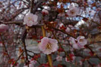 2026031004193.jpg (76962 �o�C�g)