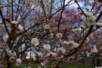 2026031004196.jpg (108857 �o�C�g)