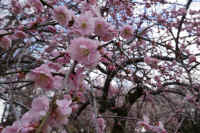 2026031004201.jpg (112172 �o�C�g)