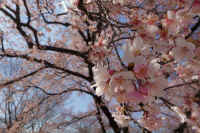 2026031604210-1.jpg (102194 �o�C�g)