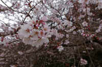 2026032004317.jpg (89913 �o�C�g)