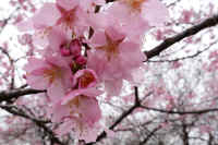 2026032004345.jpg (80228 �o�C�g)