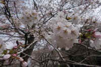 2026033004523.jpg (109111 �o�C�g)