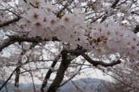 2026033004542.jpg (93434 �o�C�g)