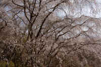 2026033004570-1-1.jpg (168108 �o�C�g)