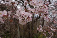 2026033004573-1.jpg (122736 �o�C�g)