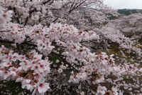 2026040104676-1.jpg (147484 �o�C�g)