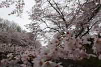 2026040104683-1.jpg (115767 �o�C�g)