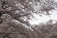 2026040104685-1.jpg (165993 �o�C�g)