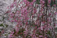 2026040104703-1-1.jpg (173229 �o�C�g)