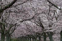 2026040104706-1-1.jpg (182333 �o�C�g)