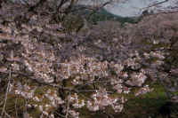 2026040204749-1.jpg (140301 �o�C�g)