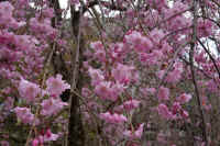 2026040204792-1.jpg (117016 �o�C�g)