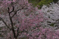 2026040204795-1.jpg (141858 �o�C�g)