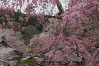 2026040204800-1.jpg (154517 �o�C�g)